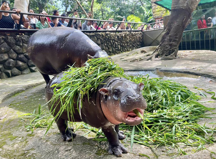 Meet Moo-Deng: Thailand’s Tiny Hippo with Big Fame