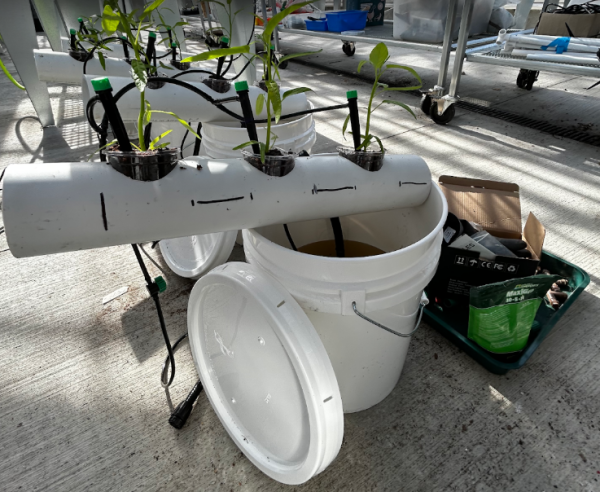 A visual demonstration of 11th grader Alexis O’s hydroponic system for her Science Research project.