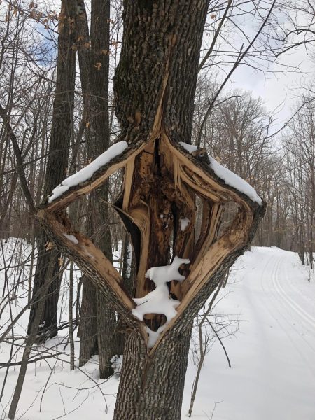 Snapes, A. [@AndySnapes]. (2023, February 4). Trees in NE USA “Exploding” due to the extreme cold causing sap & water to expand… [Image attached] [Post]. X.